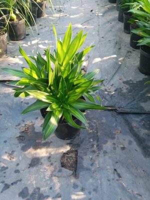 Dracaena Song of Jamaica 15cm Pot