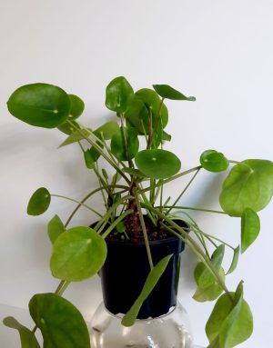 Chinese Money Plant 14cm Pot