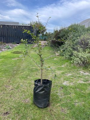 Dovyalis Caffra Shrub (Kei Apple) 20lt - Image 2