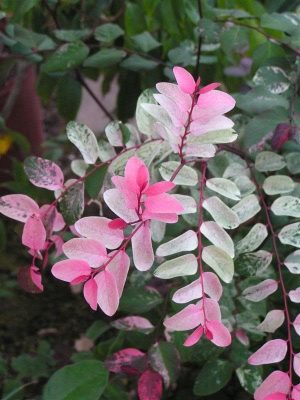 Ice Cream Bush from ClicknPlant Online Nursery. A nursery near me