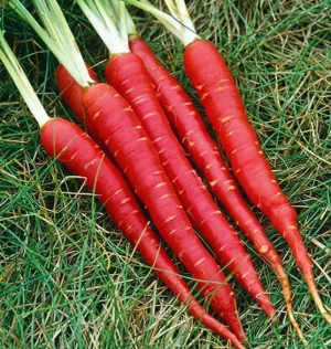 Carrot Ideal Red Seeds