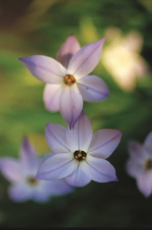 Ipheion Bulbs (Spring Star Flower)-Value Pack