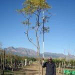 Jacaranda Mimosifolia Tree