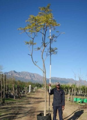 Jacaranda Mimosifolia Tree