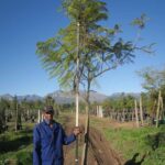 Jacaranda Mimosifolia Tree 100lt