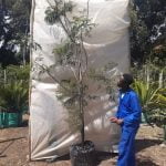 Jacaranda Mimosifolia Tree 70lt