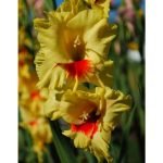 Gladioli Jester Bulbs