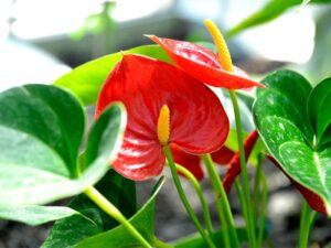 Anthurium 15cm Pot