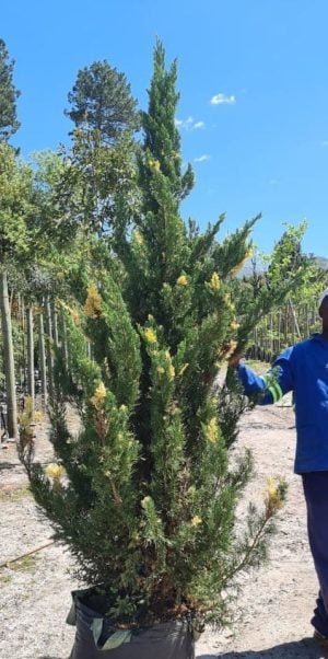 Juniperus Chinensis 'Variegata' 70lt