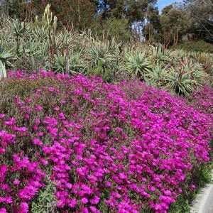 Lampranthus Cedarbergensis 6 Pack