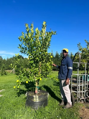 Eureka Lemon Tree 125lt