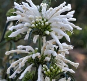 Leonotis Leonurus (White) 17cm Pot