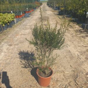 Leptospermum Scoparium Alba 10lt