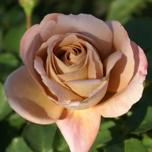 Rose Liewe Heksie 5lt