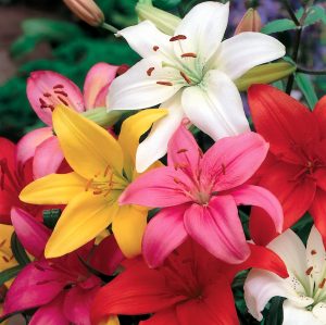 Lilium - Asiatic Bulbs Assorted Colours