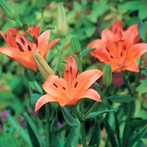 Lilium - Asiatic Bulbs Orange