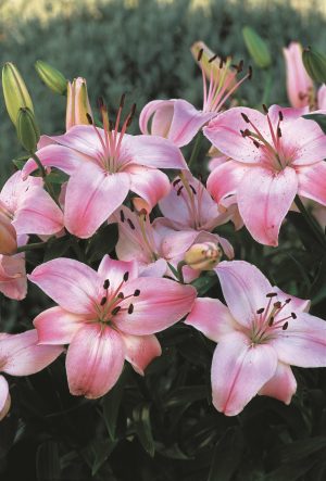 Lilium - Asiatic Bulbs Soft Pink