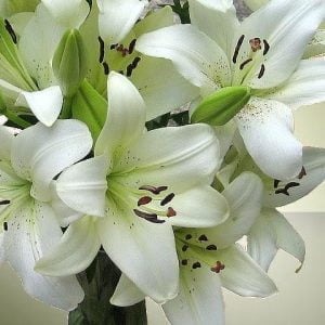 Lilium - Asiatic Bulbs White