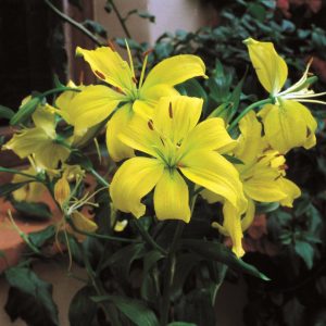 Lilium - Asiatic Bulbs Yellow