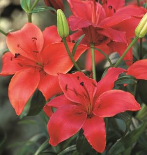 Lilium - Asiatic Bulbs Orange Red