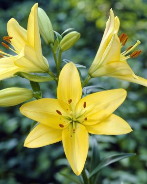 Lilium - Asiflorum Bulbs Yellow