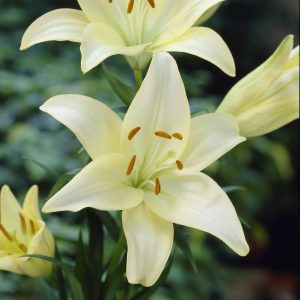 Lilium Asiflorum Bulbs - Cream