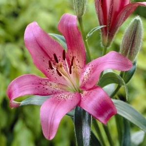 Lilium Asiflorum Bulbs - Pink