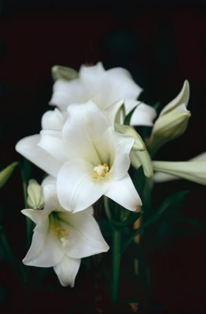 Lilium Longiflorum Bulbs - Snow Queen