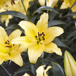 Lilium Oriental Bulbs - Corcovado - Orange