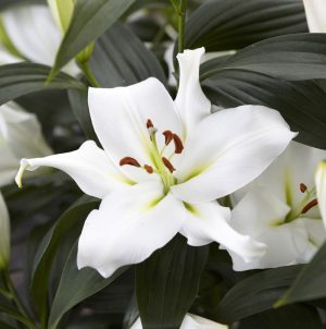 Lilium Oriental Bulbs - Zambesi - White