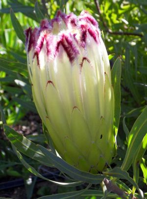 Protea 'Limelight' 15cm Pot