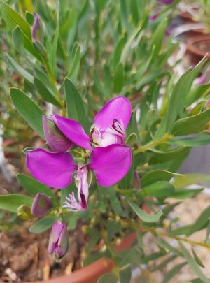 Polygala Little Charmer 15cm Pot