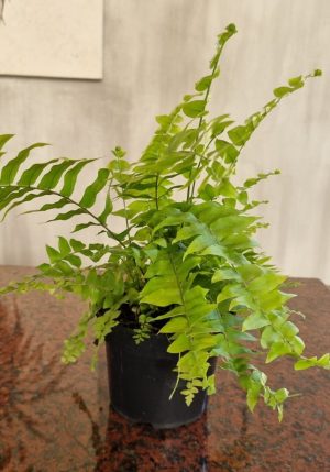 Nephrolepis Macho Fern 14cm Pot