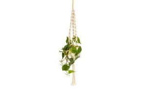 Macrame Hanger with 10cm Fishbowl and Heart-Leaf Philodendron