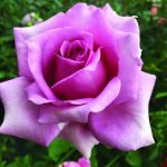 Hybrid Tea Roses