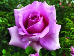 Hybrid Tea Roses