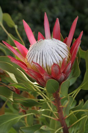 Madiba Protea 17.5cm