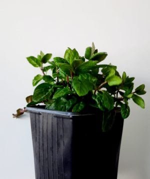 Marjoram 10.5cm Pot