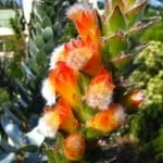 Mimetes Capitulatus 15cm Pot