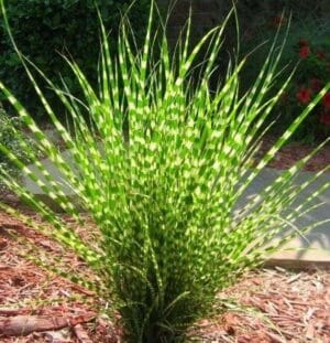 Miscanthus Zebrinus 4lt