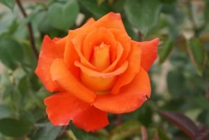 Monica Hybrid Tea Rose 5lt