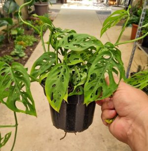 Monstera Acuminata 14cm Pot