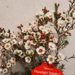 Geraldton Wax 'Moonlight Delight' 22cm Pot