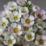 Geraldton Wax 'Morning Delight' 15cm Pot