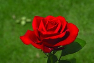 Mother’s Value Hybrid Tea Rose 5lt