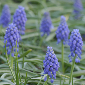 Muscari - Blue Pearl Bulbs