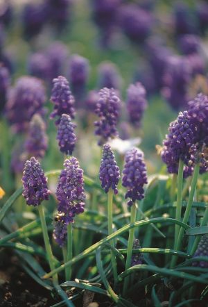 Muscari - Heavenly Blue Bulbs