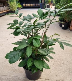 Natal Mahogany 25cm Pot