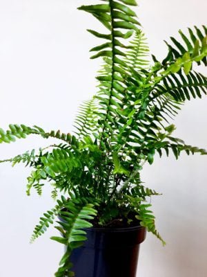 Sword Fern 14cm Pot