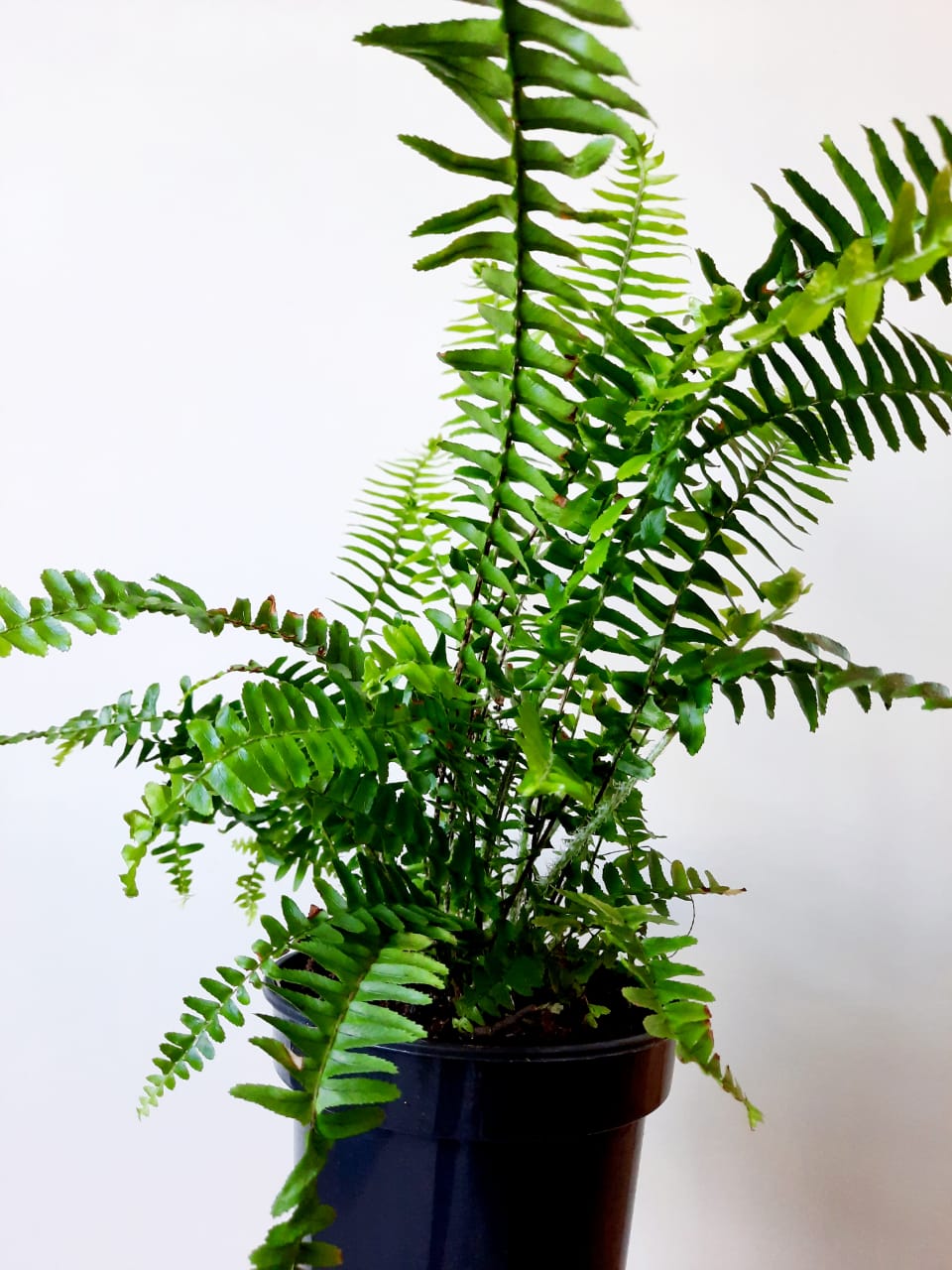 Sword Fern 19cm Pot